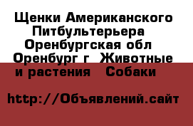 Щенки Американского Питбультерьера - Оренбургская обл., Оренбург г. Животные и растения » Собаки   
